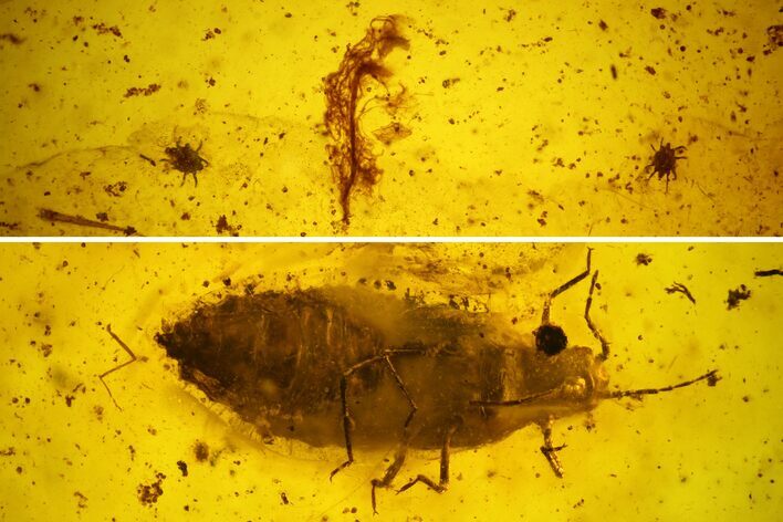 Fossil Fly, Aphid and Several Mites in Baltic Amber #163497